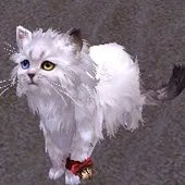 剑网3明教永久波斯猫 前置隐藏任务全攻略