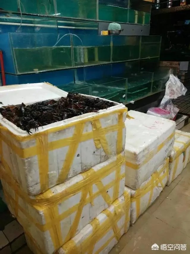 养殖小龙虾大概要准备多少资金?能不能挣钱?