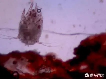 狗狗有耳螨怎么处理？给狗狗滴耳朵很反抗？