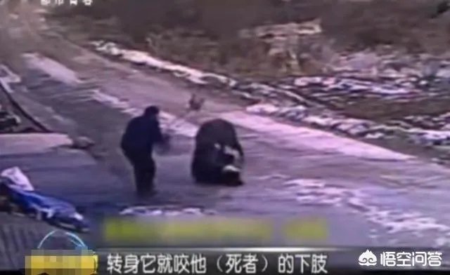 如何看待陕西安康野猪咬死一人伤一人，被击毙这件事？