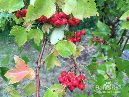 三渣树的养殖方法