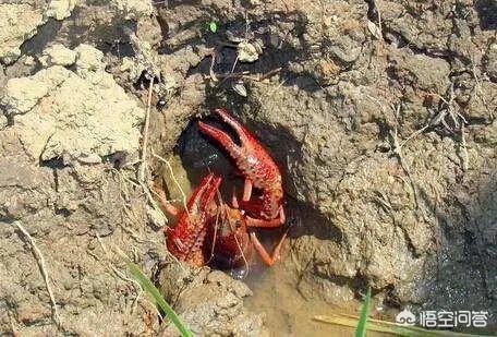 养殖小龙虾大概要准备多少资金?能不能挣钱?