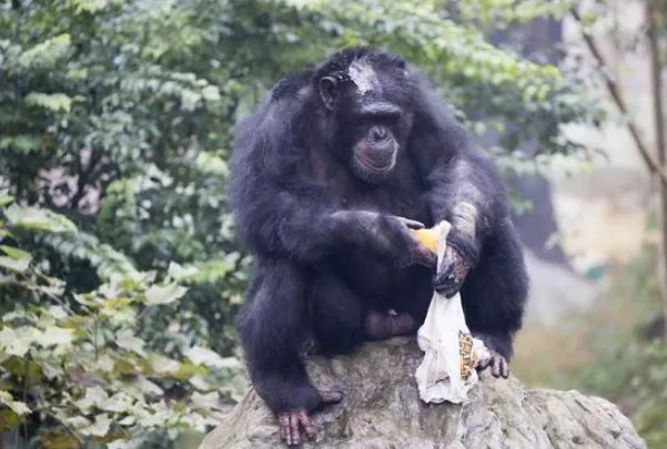 重庆一黑猩猩爱洗衣服被评为劳模，黑猩猩凭借的是什么？