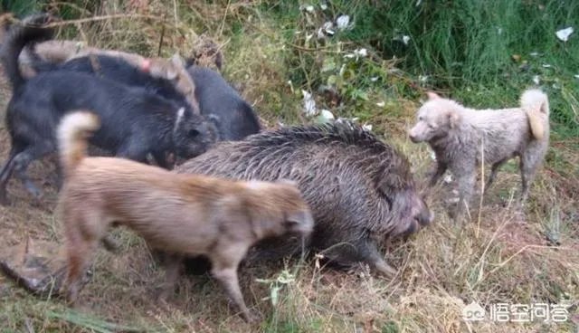 如何看待陕西安康野猪咬死一人伤一人，被击毙这件事？