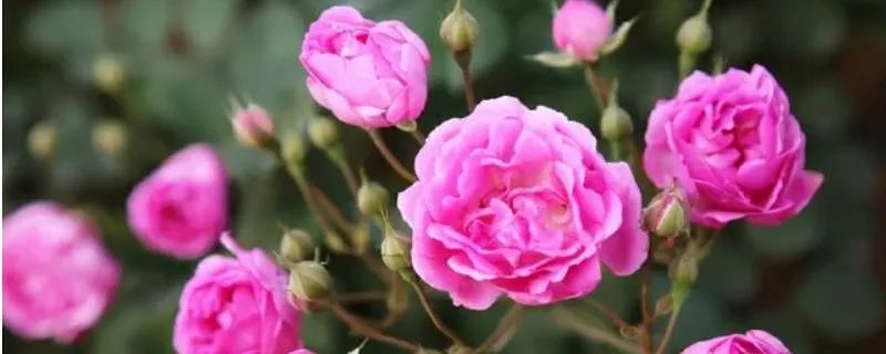 月季和牡丹花有什么区别