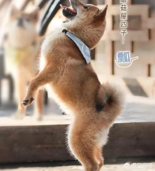 为什么《向往的生活》里柴犬“瓢哥”最火？