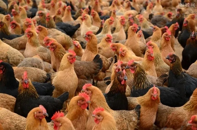 撞鸡赔6000元 因一只鸡引发流血打斗案太冲动了