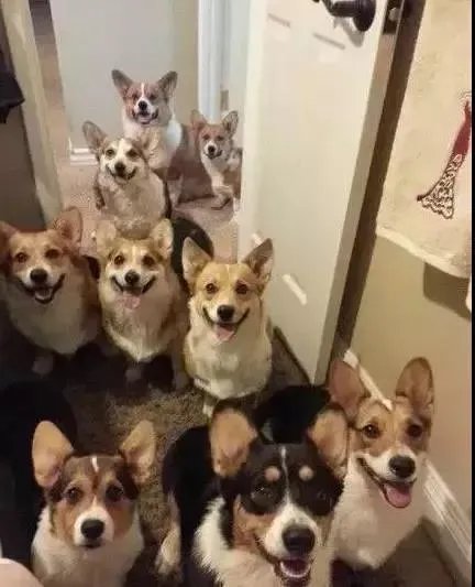 狗狗可以有多粘人？