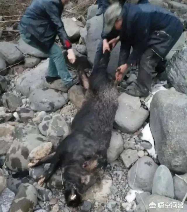 如何看待陕西安康野猪咬死一人伤一人，被击毙这件事？