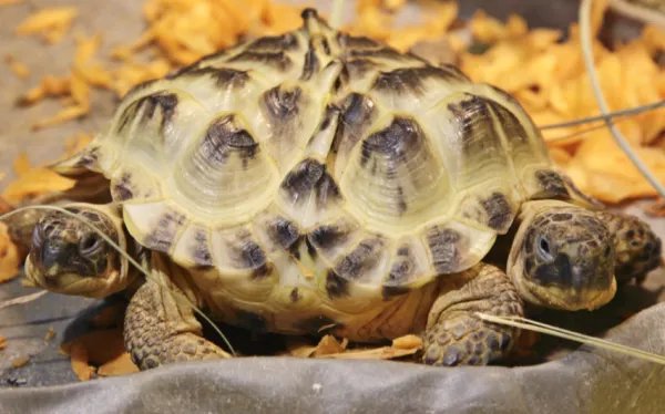 世界十大变异动物