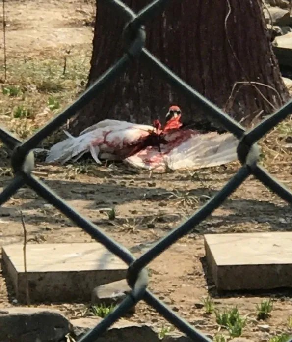 饲养员为什么打丹顶鹤？