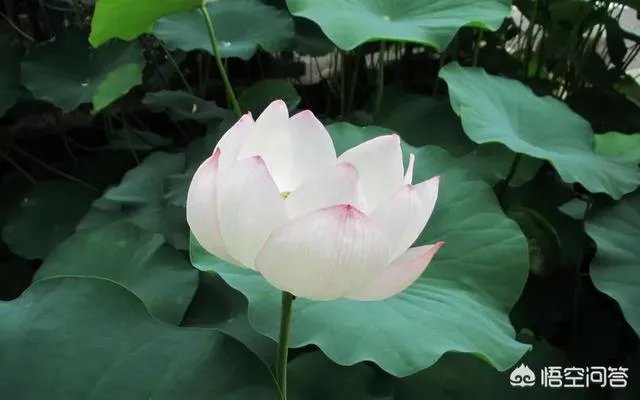 怎么从白莲花的外表看出绿茶婊的心?