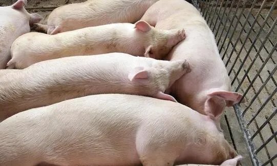 猪肉价格一个月每公斤涨近7元 网友：这猪肉要涨到啥时候