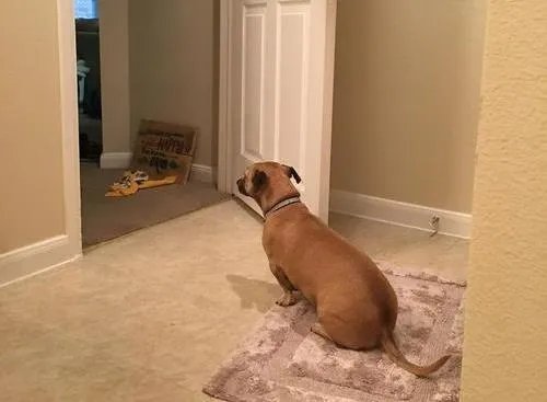 狗狗可以有多粘人？