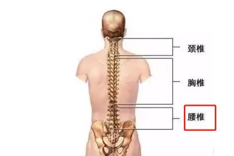 人体腰椎位置图