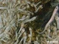 法国探险家被广西“洞穴珍惜水生物”惊呆，这种生物是什么来头？