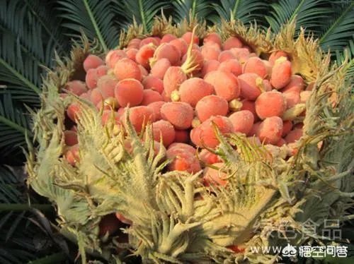 铁树结的凤凰蛋有什么用？