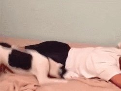 狗狗可以有多粘人？