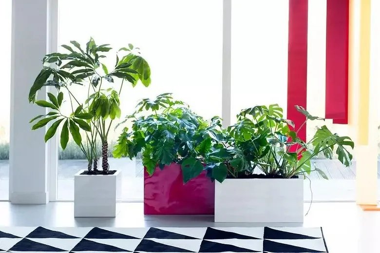 用室内植物搭配家居环境，让“清凉绿意”暴走！