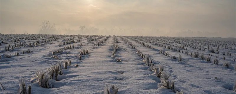 三九天种小麦的歇后语