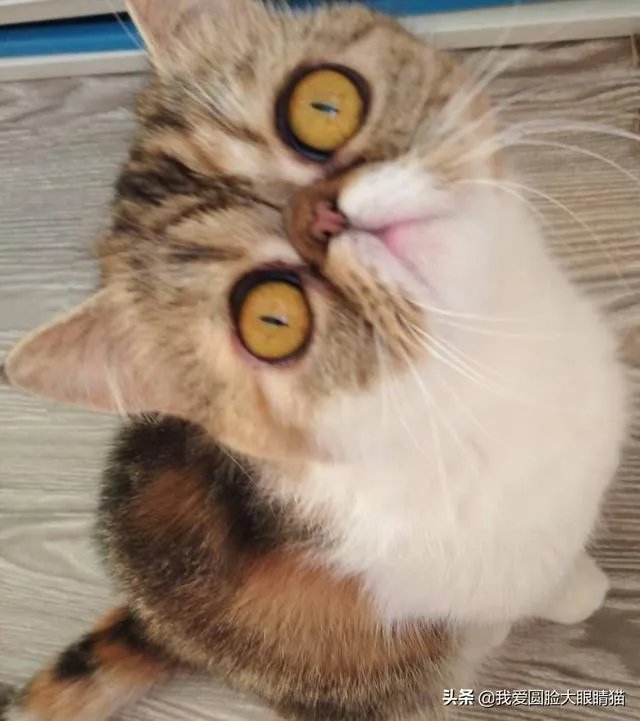 第一次养猫,是加菲猫,还是幼猫,请问有什么注意事项吗,详细一点,还是学生东西尽量平价一点谢谢啦?