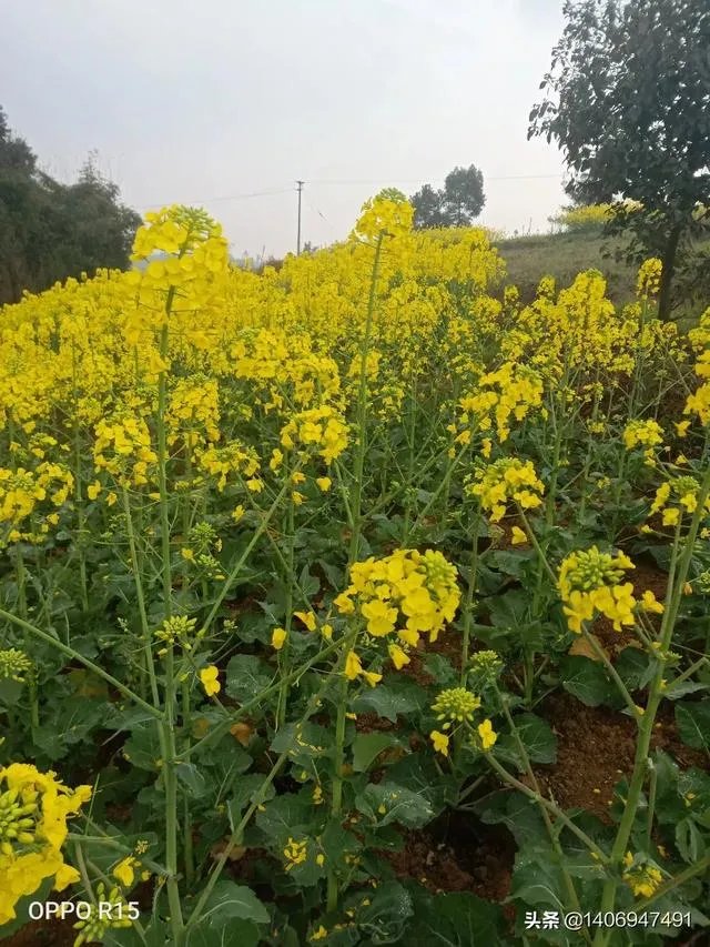 头发软，爱出油而且大把大把的掉头发，请问什么洗发水好使？