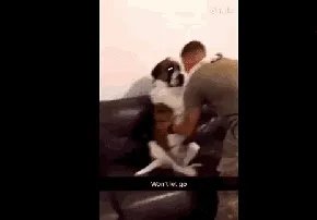 狗狗可以有多粘人？