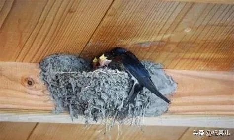 古人讲:“燕子不进愁家门”,是何意?你知道燕子是怎么分辨的吗?