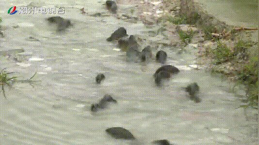 鱼跳上岸是什么征兆