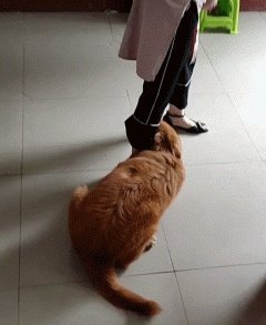 狗狗可以有多粘人？