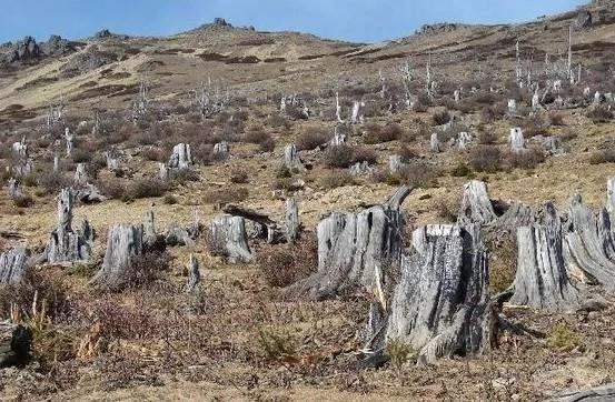 加拿大两巨大冰盖完全消失,这对环境会造成什么影响?