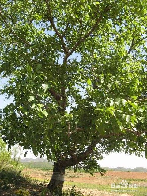 三渣树的养殖方法