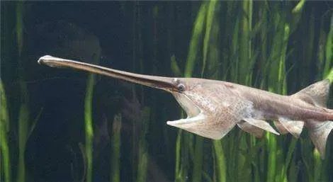 世界十大凶猛淡水鱼有什么？它们分别有什么特点？