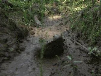 鱼跳上岸是什么征兆