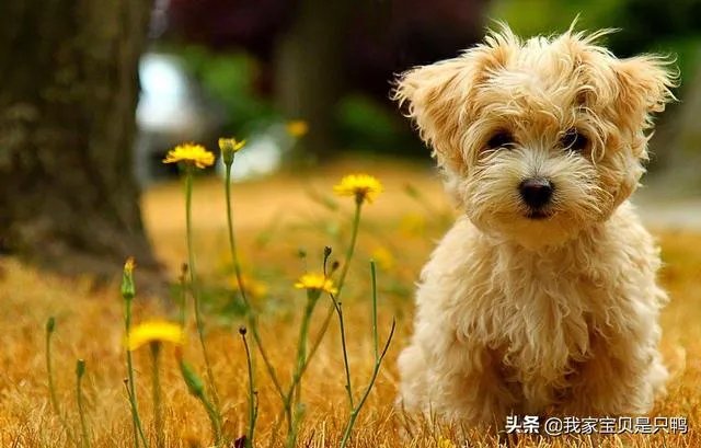 狗狗可以有多粘人？