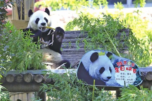 日本和歌山县双胞胎大熊猫6岁啦，大熊猫一般都怎么过生日？