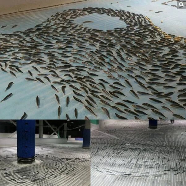 滑冰场铺5千条鱼 游客批评该创意很残忍