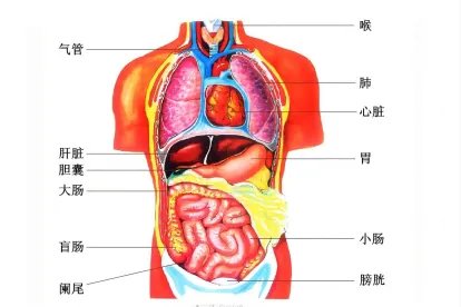 人体胸部内脏器官位置分布图