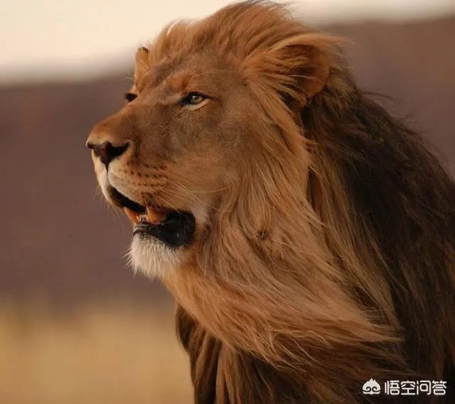 如何看待陕西安康野猪咬死一人伤一人，被击毙这件事？