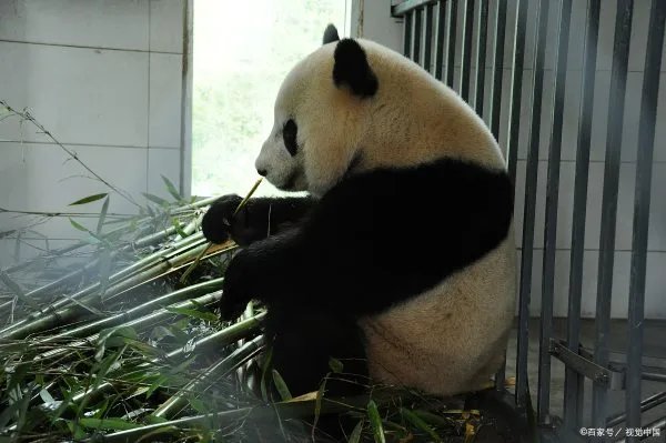 大熊猫爱吃的竹子究竟是树还是草？