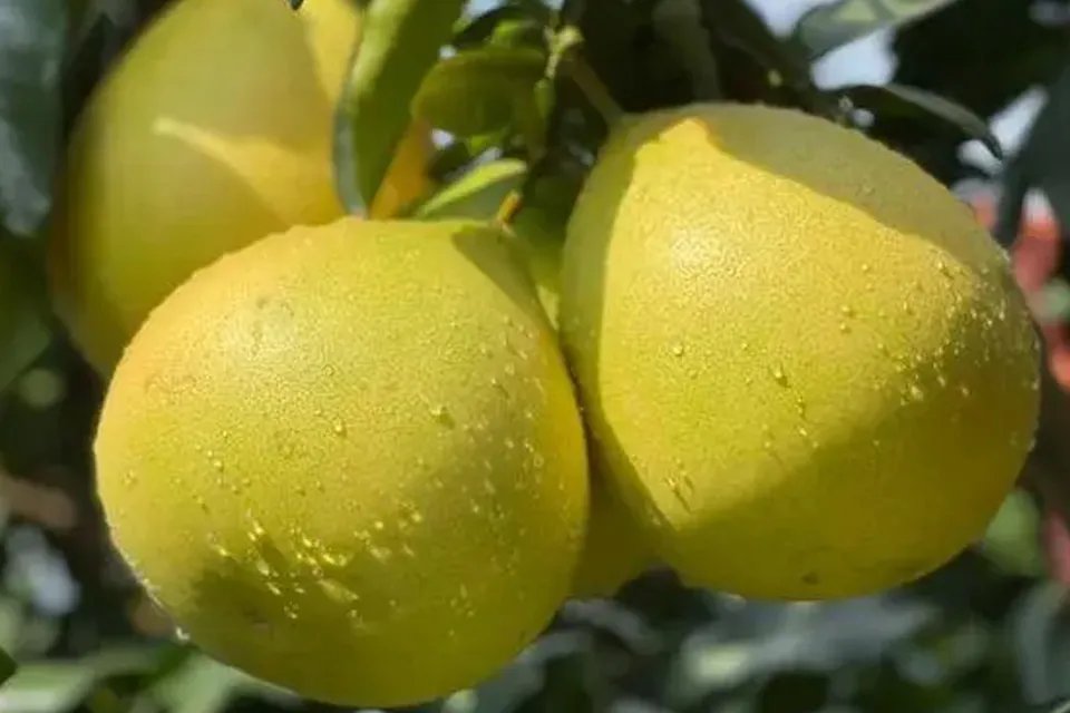 红心柚产地哪里最出名 红心柚子适合哪个地区种植