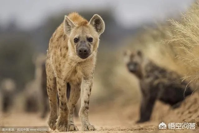 一对一的情况下，藏獒与鬣狗单挑，被称为“非洲二哥”的鬣狗有胜算吗？
