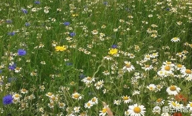 想在重庆主城买一套二手房，60-80万，三室的，请问哪里性价比高？