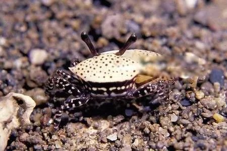 巨招潮蟹的介绍 四角招潮蟹是其中的一个品种