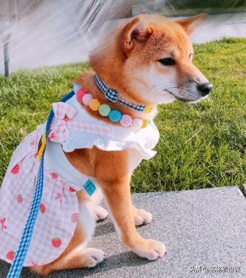 为什么《向往的生活》里柴犬“瓢哥”最火？