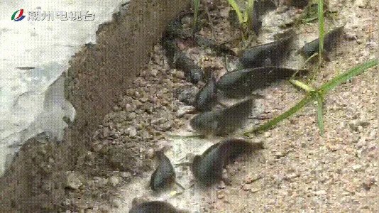 鱼跳上岸是什么征兆