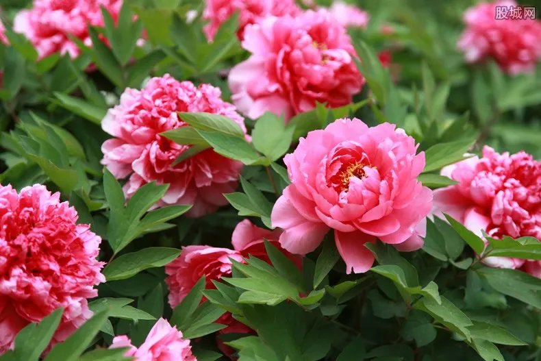 价值10万稀有绿牡丹被摘？公园回应 花的价格不昂贵