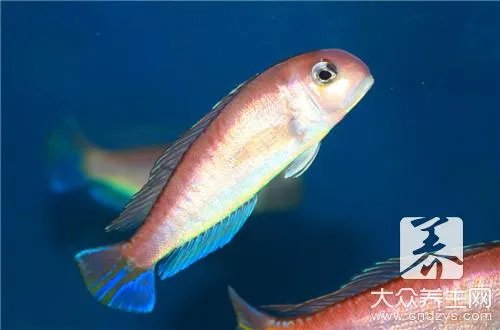 老坛酸菜鱼米线怎么制作呢?