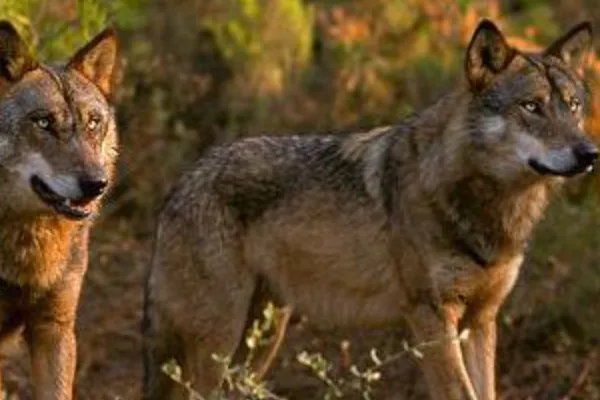 湖北一动物园被爆以狗充狼，为何网友会说“好歹放只二哈”？