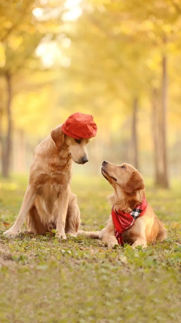 有一个孩子的家庭与两个孩子的家庭有哪些区别?